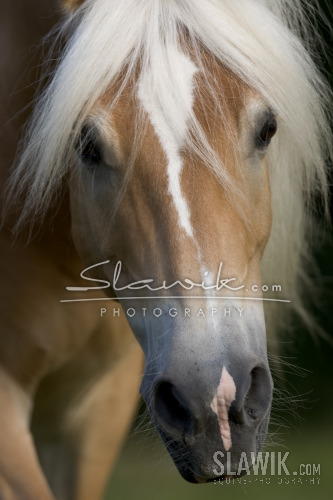 Haflinger 13.JPG